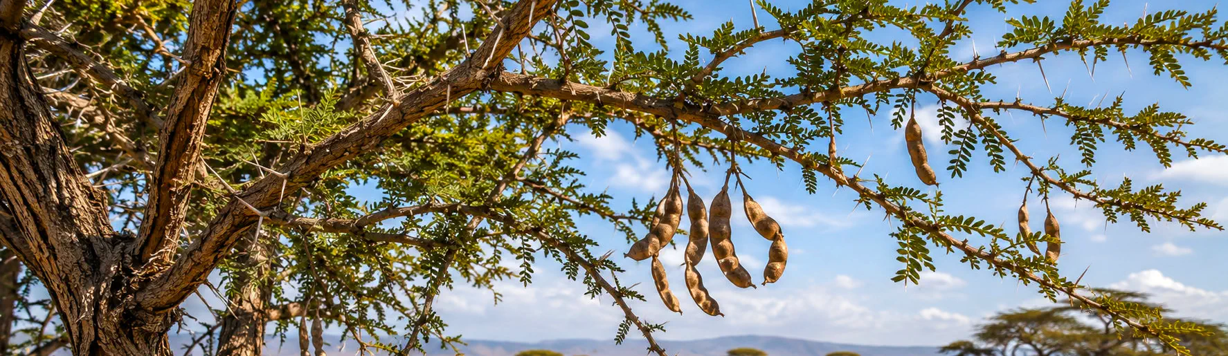 Acacia del Nilo