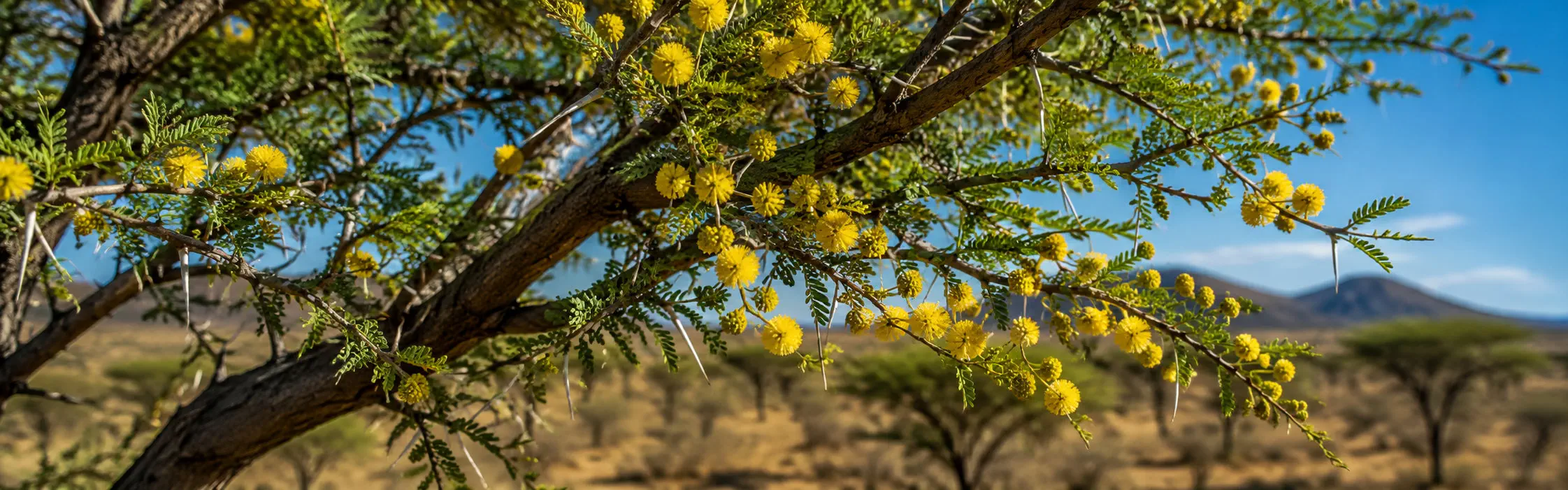 Acacia de Senegal
