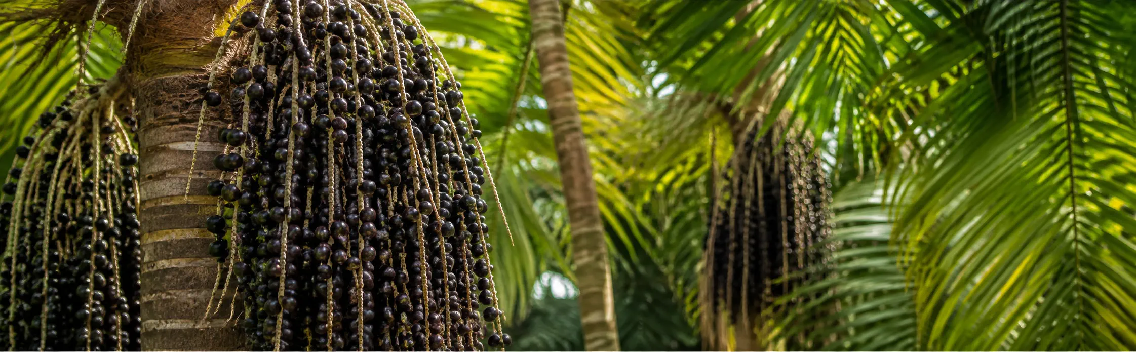 Açaí