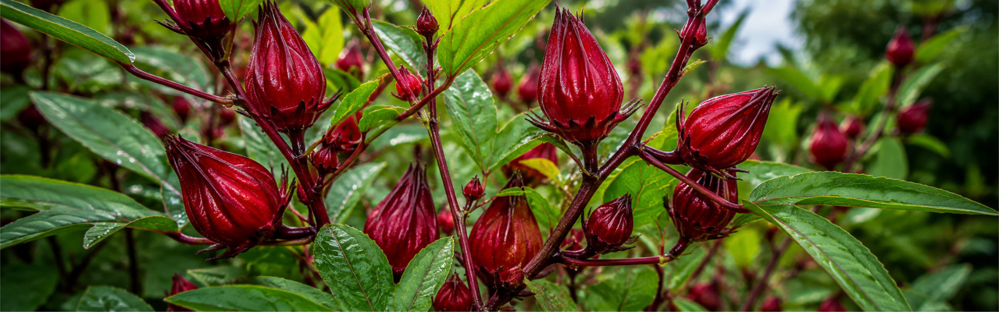 Flor de Jamaica