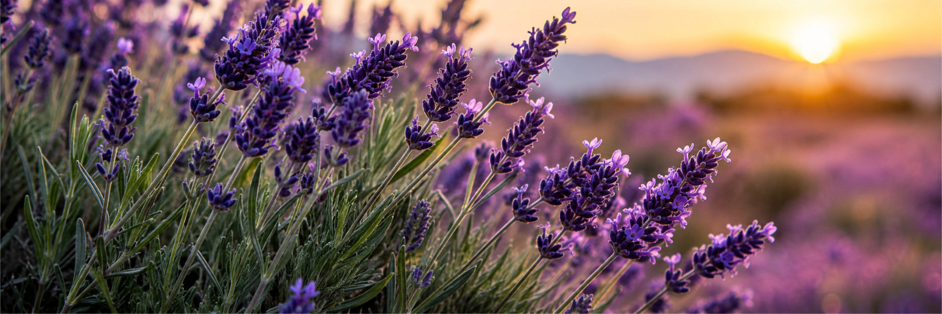 Lavanda